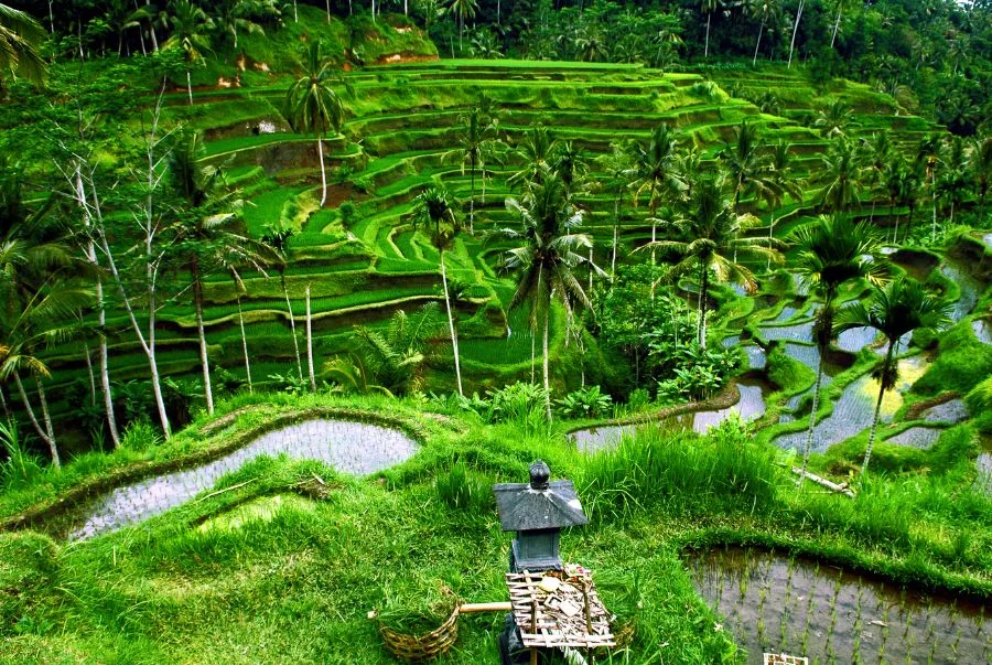 Tegalalang gây ấn tượng với hệ thống ruộng bậc thang xanh mướt trải dài uốn lượn