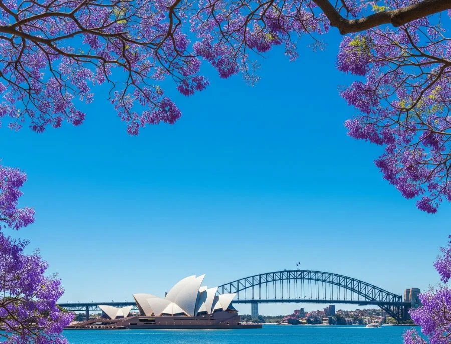 Sydney mùa xuân trở nên tuyệt đẹp với hình ảnh của hoa phượng tím cùng Nhà Hát con sò và cầu cảng Sydney