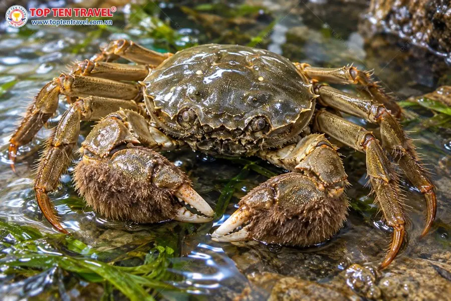 Cua lông Tô Châu sở hữu phần mai chắc khỏe và đôi càng phủ lông đặc trưng.