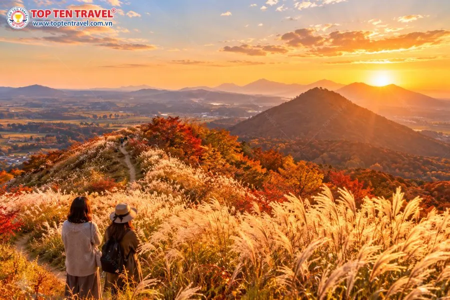 Cánh đồng cỏ lau nhuộm sắc vàng dưới ánh nắng mùa thu tại Jeju