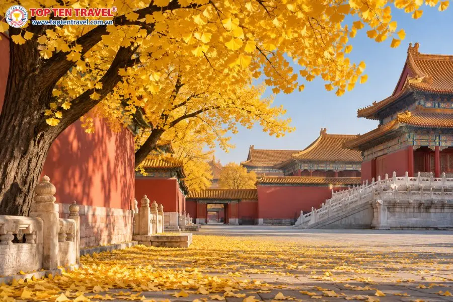 Cây ngân hạnh lá vàng bên những bức tường đỏ tại Tử Cấm Thành