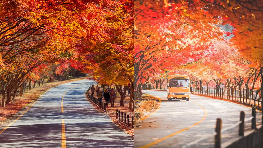 Con đường lá phong núi Naejangsan - Thiên đường sắc đỏ rực rỡ