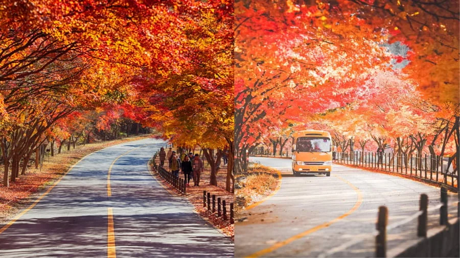 Con đường lá phong núi Naejangsan - Thiên đường sắc đỏ rực rỡ