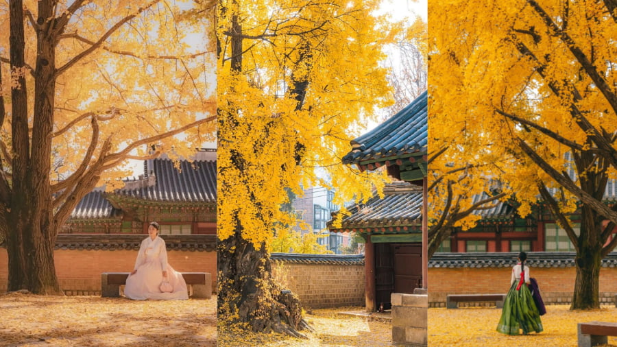 Con đường lá đỏ cung điện Gyeongbokgung - Vẻ đẹp cổ kính hòa quyện sắc thu