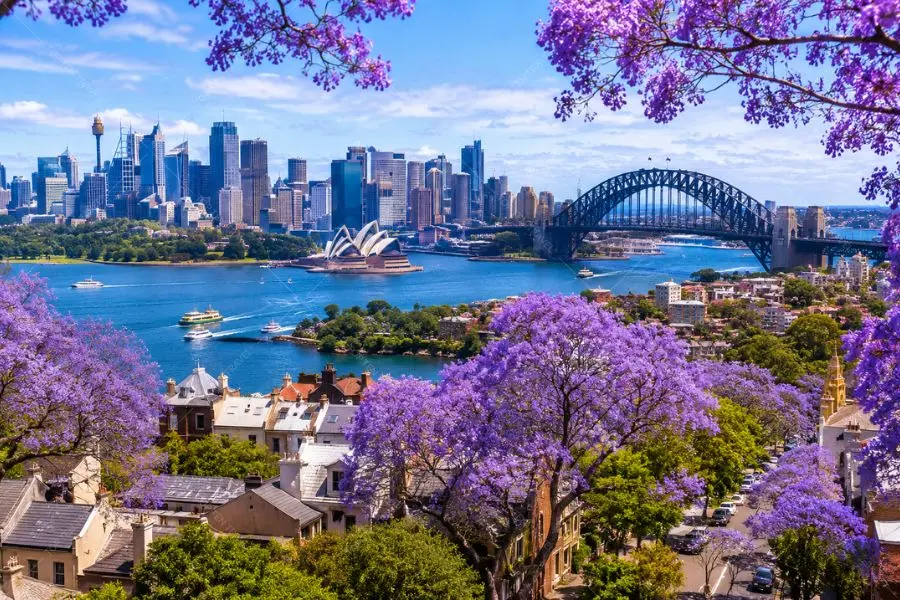 Sydney mùa xuân ngập tràn sắc tím hoa phượng jacaranda