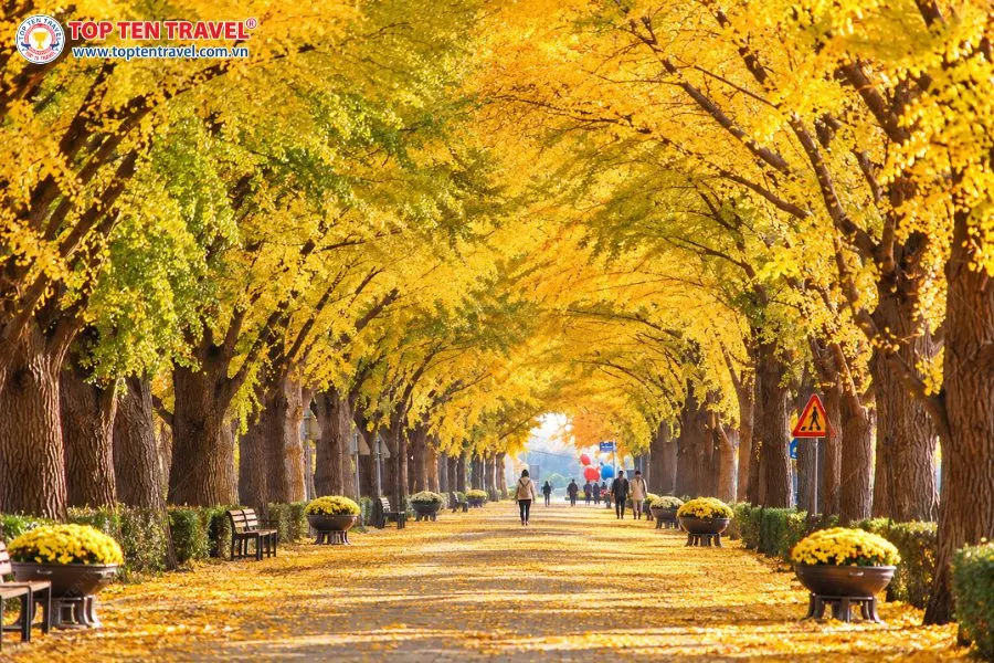 Đại lộ Hyeonchungsa là một trong những con đường ngân hạnh đẹp nhất xứ Hàn