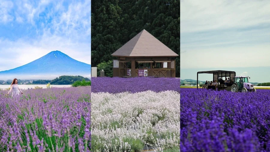 Tháng 7 là thời điểm vàng để chiêm ngưỡng hoa mùa lavender Nhật Bản