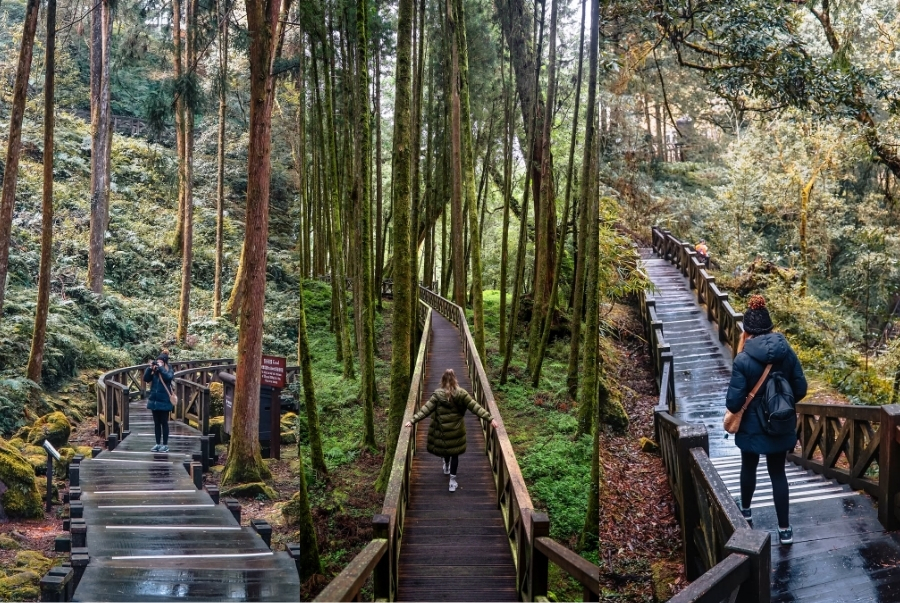 Nhiều du khách yêu thích chụp ảnh và dạo quanh trong khu rừng hùng vĩ