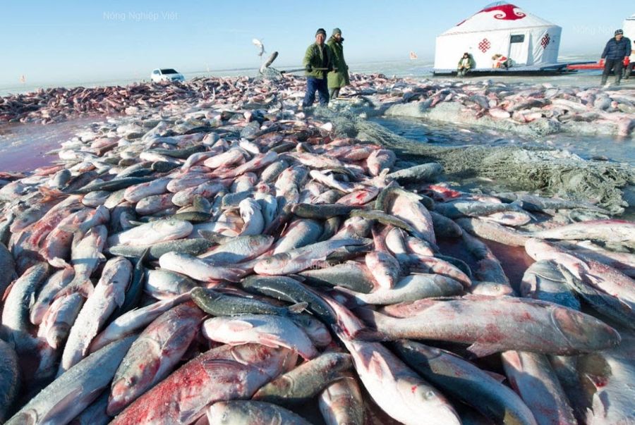 Hàng trăm tấn cá được ngư dân kéo lên trong dịp lễ hội