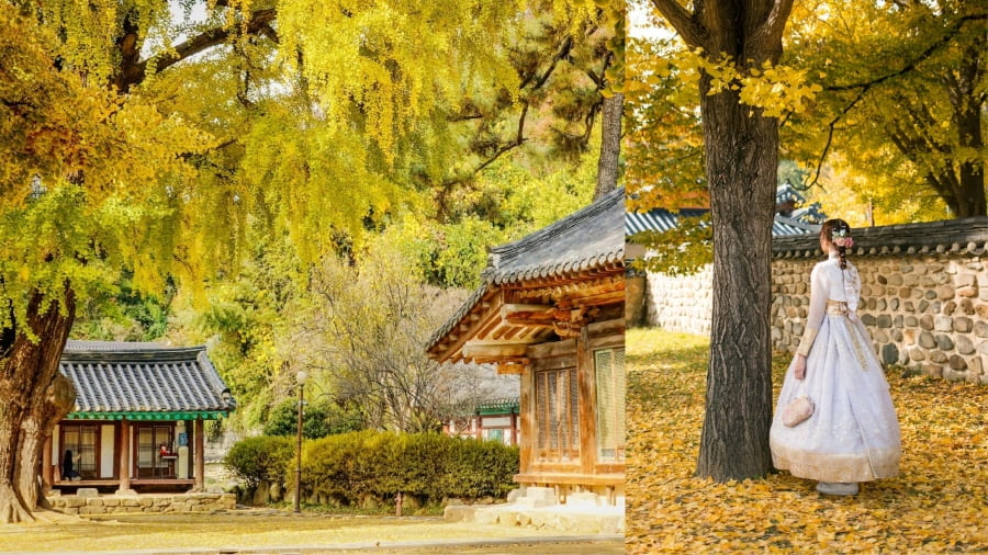 Làng Hanok Jeonju (Jeonju Hanok Village) – Nét cổ kính giao hòa sắc thu bình yên