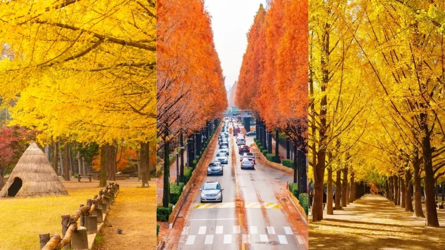 Du lịch đảo Nami mùa thu là một trải nghiệm không thể bỏ lỡ khi đến với xứ sở kim chi