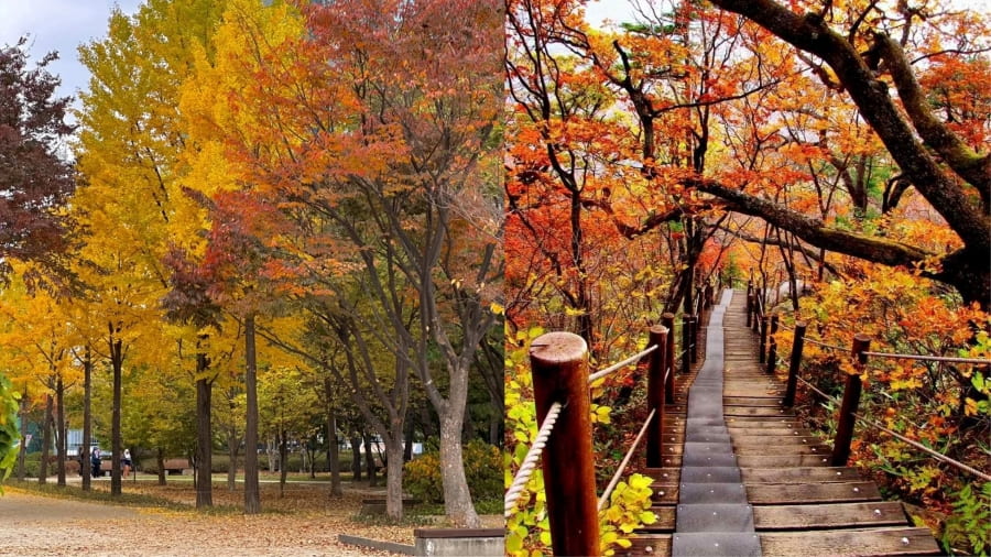 Công viên Olympic (Olympic Park) – Con đường ngân hạnh vàng óng ngay giữa lòng Seoul