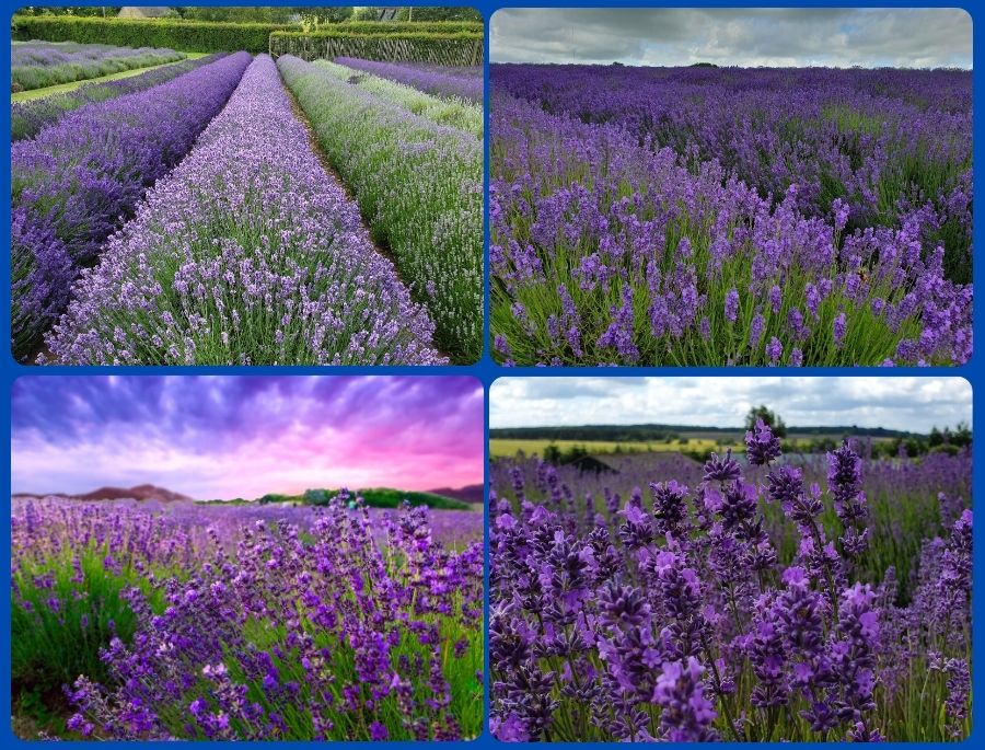 Khung cảnh rực rỡ của cánh đồng hoa Lavender mùa nở rộ