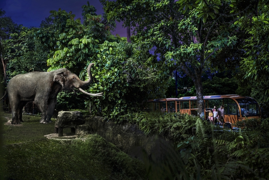 Night Safari là vườn thú đêm đầu tiên trên thế giới mang đến du khách cơ hội khám phá thế giới về đêm của các loài động vật