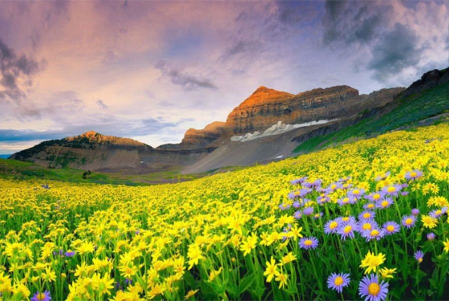 Mùa hoa nở rộ tại thung lũng hoa Uttaranchal