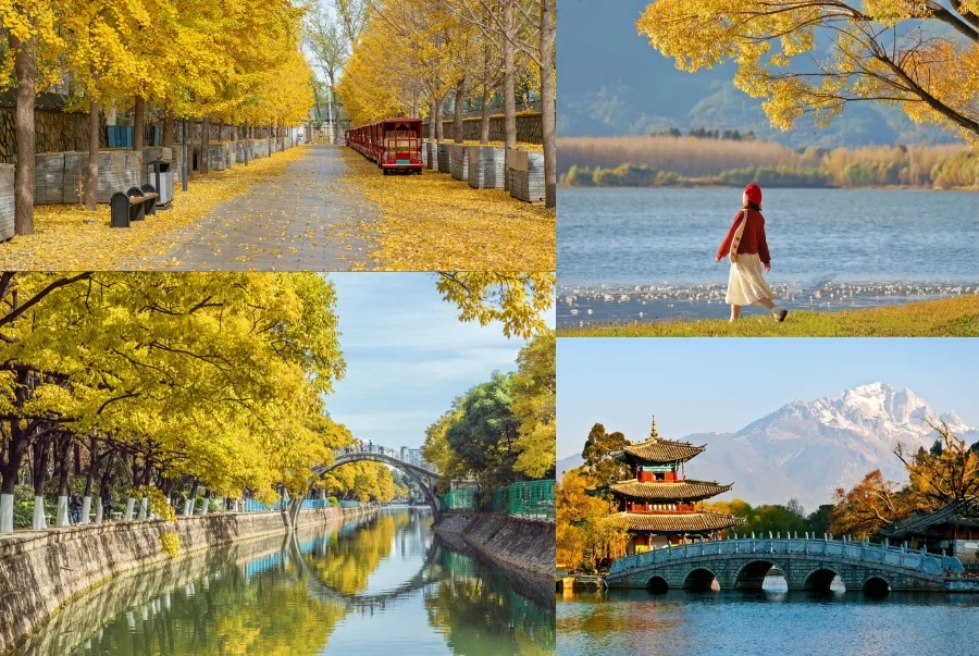 Khung cảnh mùa thu vàng rực rỡ tại Côn Minh – Lệ Giang làm say lòng mọi du khách