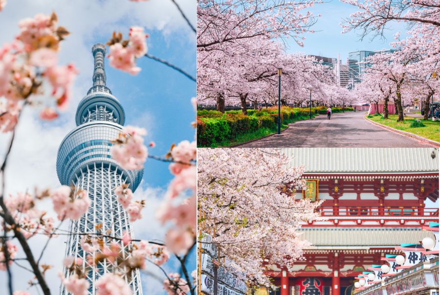 Khung cảnh hàng triệu nụ hoa anh đào bừng tỉnh, nhuộm hồng cả một góc trời tại Nhật Bản