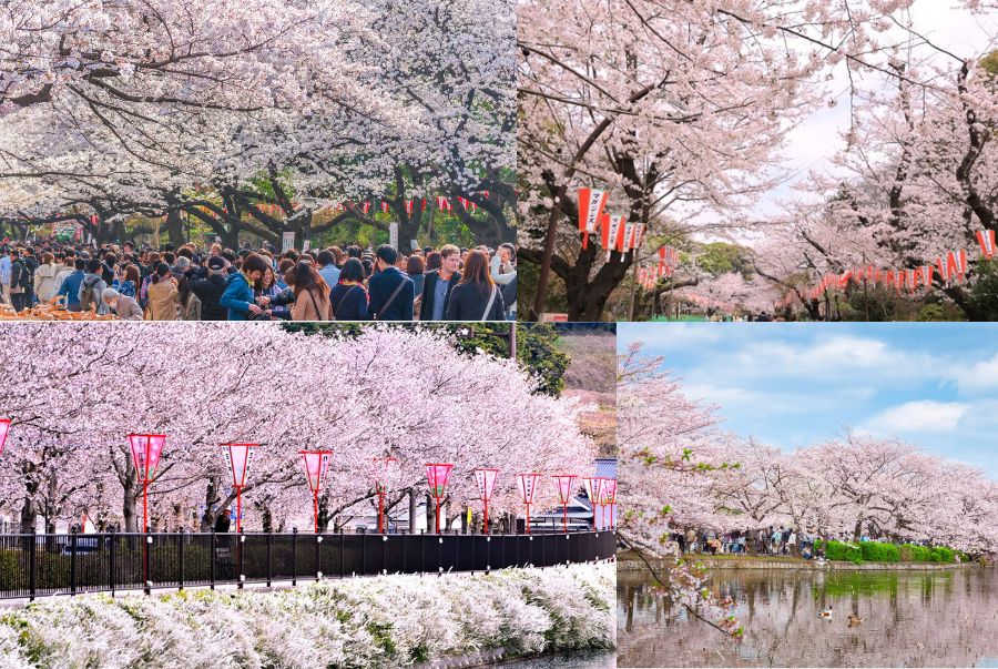 Công viên Ueno từ lâu đã được xem là “trái tim” của mùa hoa anh đào tại Tokyo