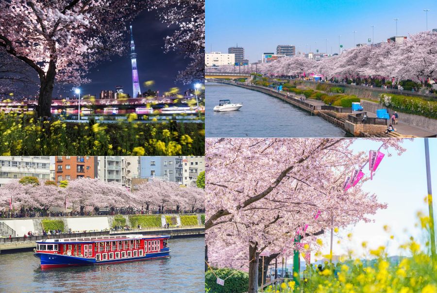Công viên Sumida có không gian mở, vô cùng thoáng đãng, thích hợp để ngắm hoa anh đào mùa xuân
