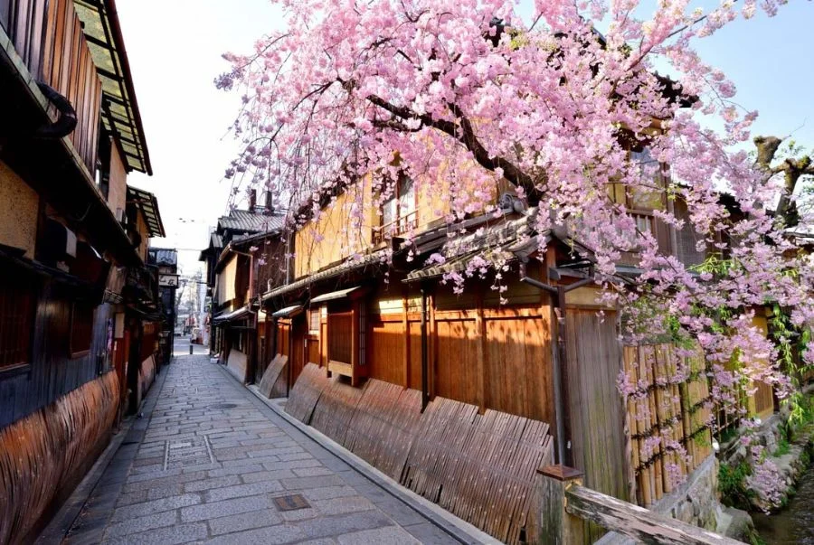Khu phố Gion nổi bật với những con phố nhỏ ngập tràn sắc hồng