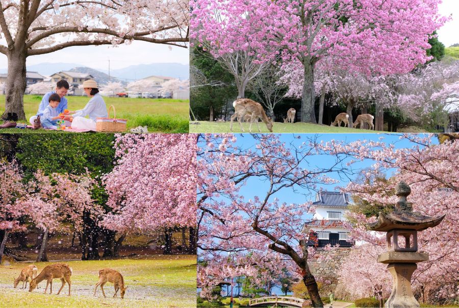 Khung cảnh bình yên tại Công viên Nara 