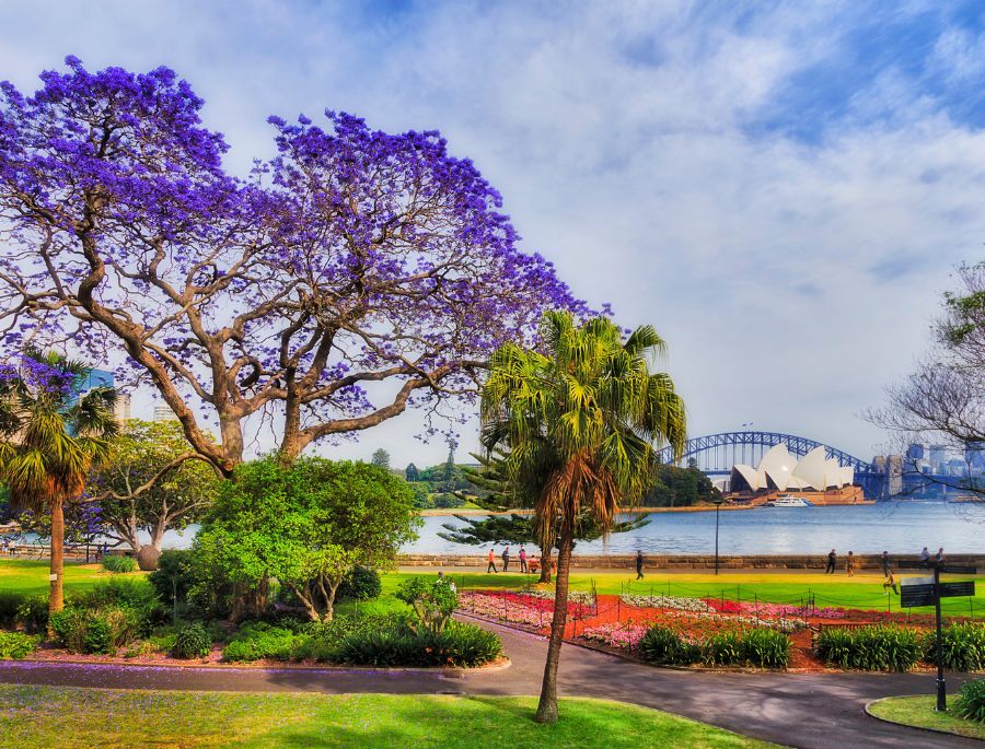 Khung cảnh rực rỡ của sắc xuân khi ngắm nhìn từ Royal Botanic Garden