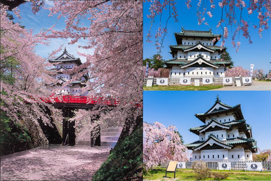 Khung cảnh rực rỡ tại lâu đài Hirosaki mùa hoa anh đào