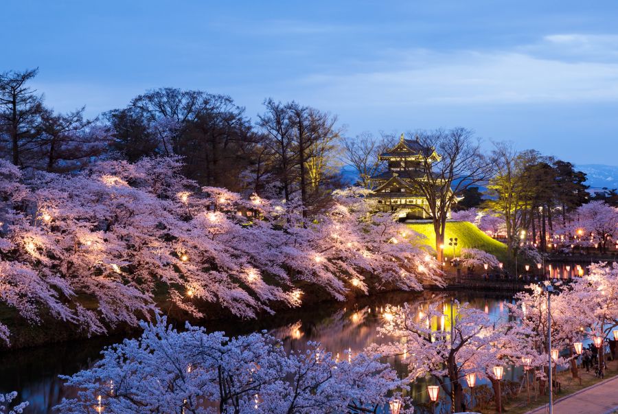 Công viên Takada là địa điểm ngắm hoa anh đào về đêm nổi tiếng tại Nhật Bản