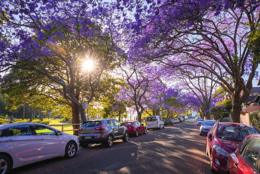 Con phố McDougall ở Kirribilli là một trong những nơi ngắm hoa phượng tím đẹp nhất Sydney