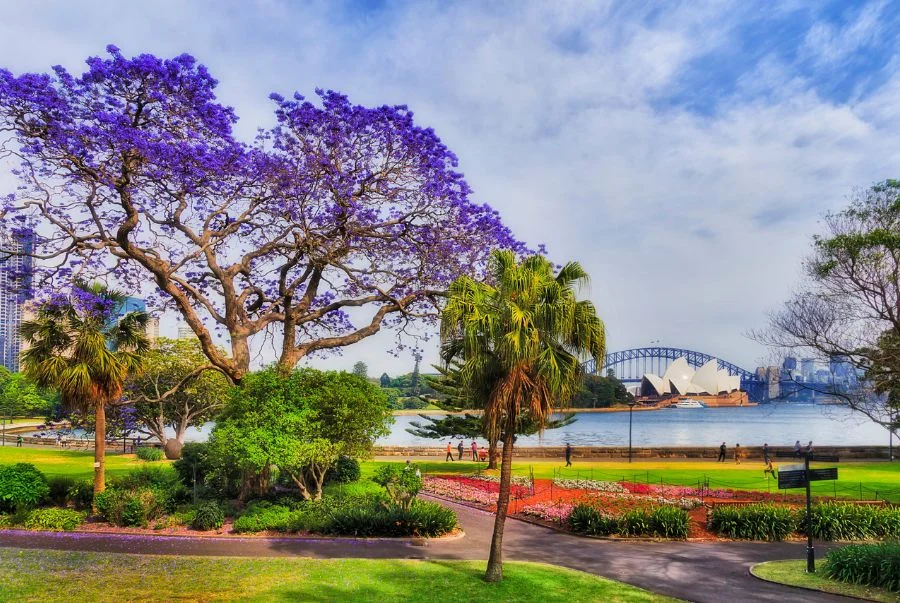 Vào mùa xuân, New Farm Park nổi bật với những hàng cây Jacaranda nở tím khắp công viên