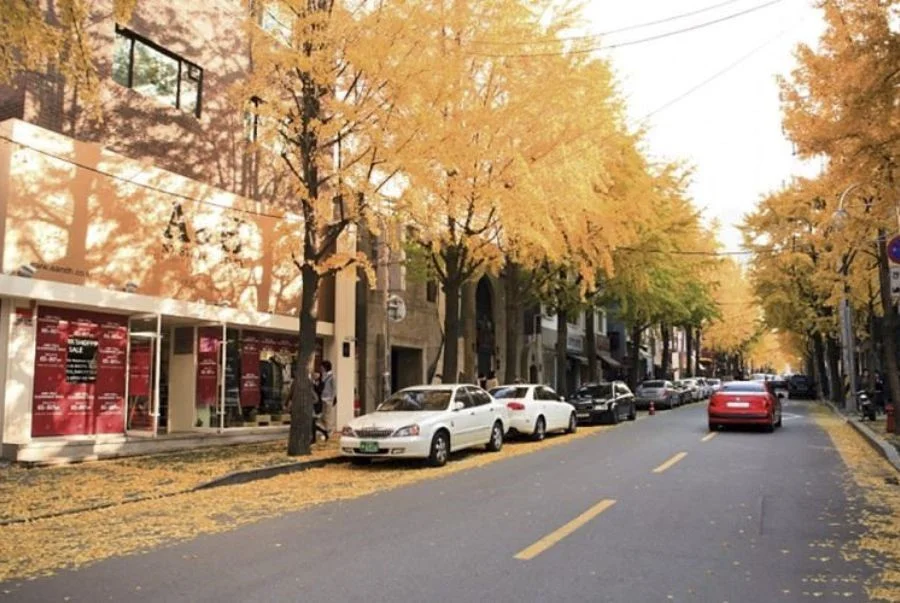 Garosu-gil – con phố lá vàng lãng mạn bậc nhất giữa lòng Gangnam sầm uất