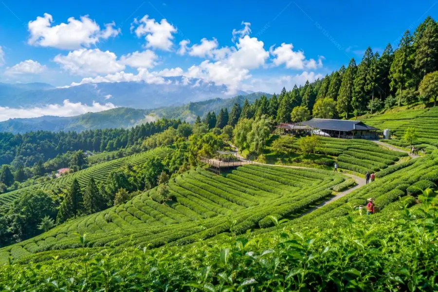 Những đồi trà xanh uốn lượn tạo nên vẻ đẹp dịu dàng và thanh mát của Alishan