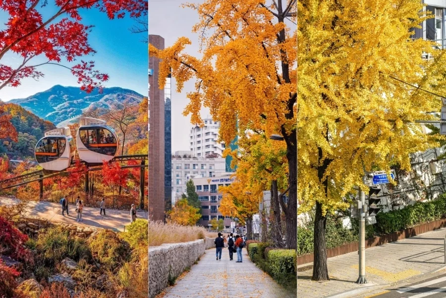 Mùa thu Hàn Quốc được rất nhiều du khách săn đón nên bạn đừng quên đặt tour sớm nhé