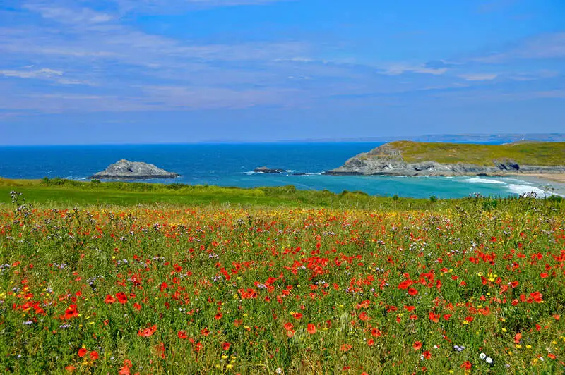 Cornwall, Anh - cung đường ven biển phủ đầy hoa dại