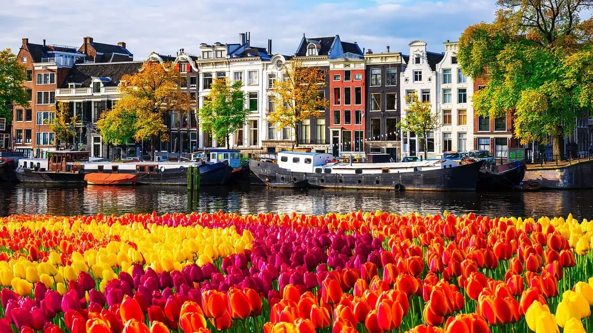 Hoa tulip là một trong những biểu tượng nổi tiếng của Hà Lan