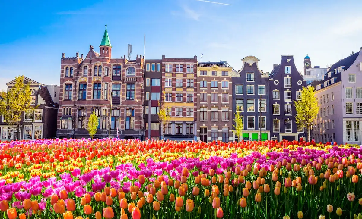 Vườn hoa tulip với rực rỡ sắc màu