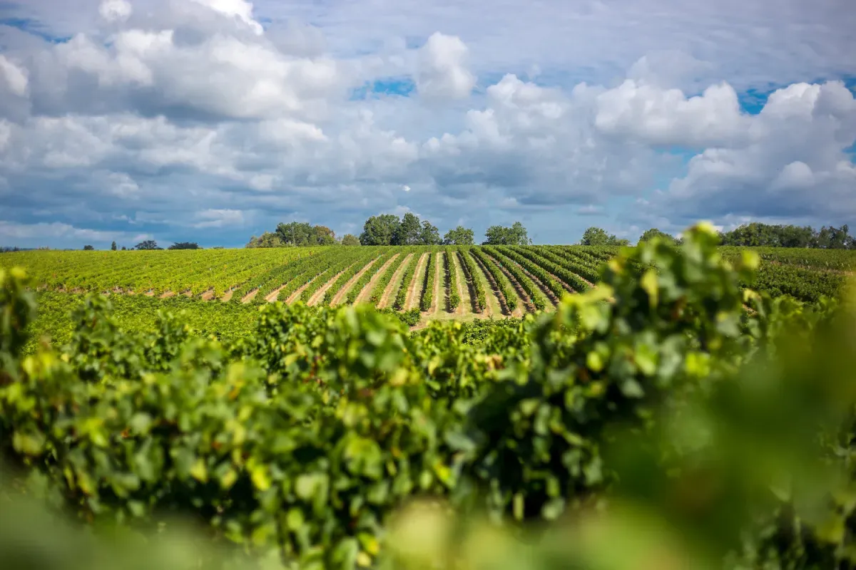 Bordeaux - vùng vang nổi tiếng với những dòng vang đỏ