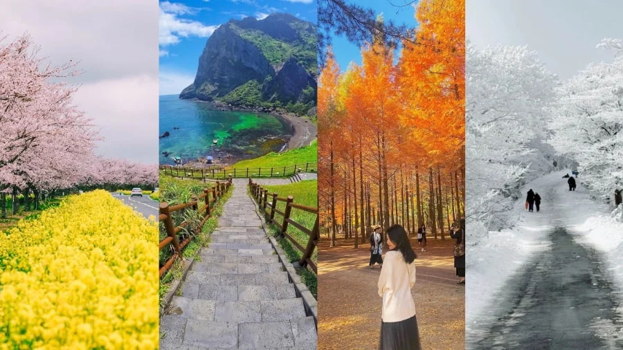Mỗi mùa, Jeju được khoác lên mình một tấm áo mới, mang một nét quyến rũ riêng biệt, phù hợp với sở thích và mong muốn trải nghiệm của từng du khách