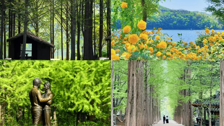 Du lịch đảo Nami mùa hè là một trải nghiệm không thể bỏ lỡ đối với những ai yêu thích thiên nhiên