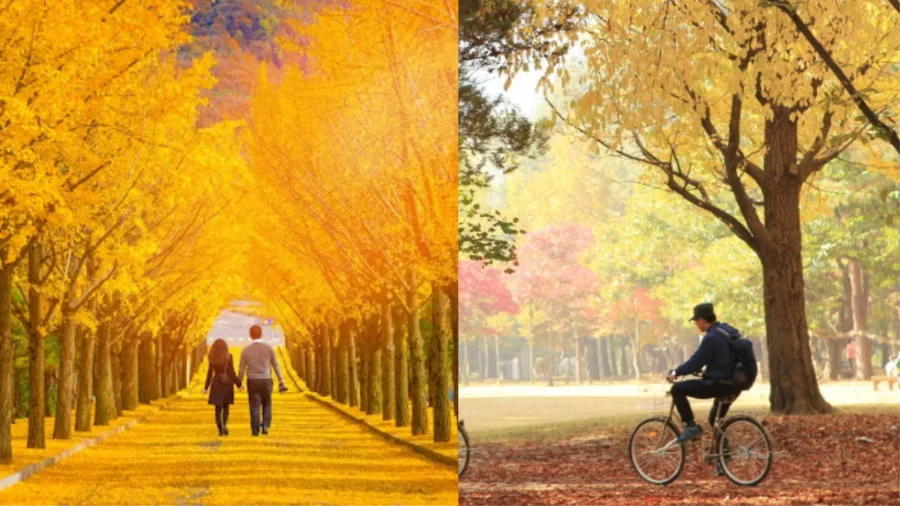 Du lịch đảo Nami mùa thu còn là cơ hội để bạn tham gia vào nhiều hoạt động trải nghiệm thú vị