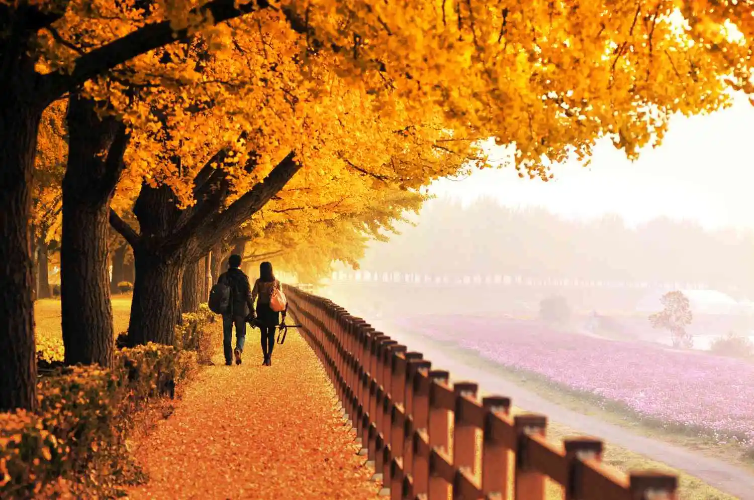 Thảm lá vàng lá đỏ rực rỡ của mùa thu Hàn Quốc