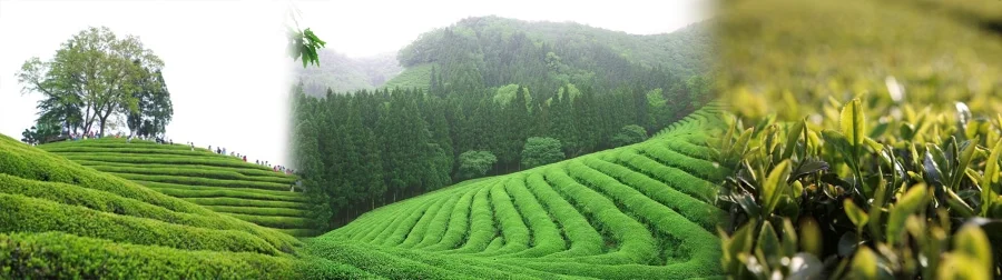Lễ hội Văn hóa Trà xanh Boseong là một sự kiện thường niên đầy hương sắc, tôn vinh lịch sử và văn hóa trà xanh lâu đời của vùng Boseong