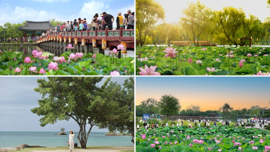 Lễ hội hoa sen Buyeo chính là lựa chọn lý tưởng nếu bạn tìm kiếm không gian thanh bình và lãng mạn
