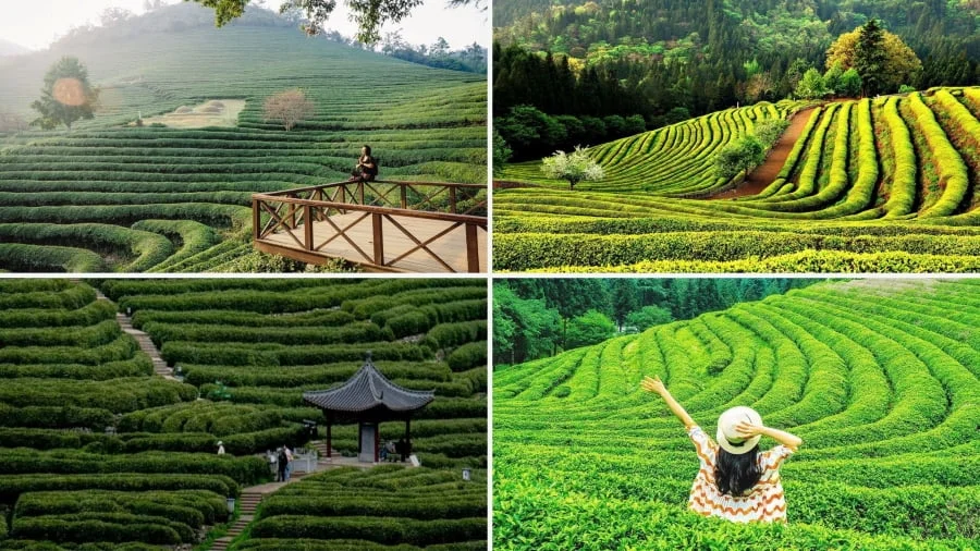 Hàn Quốc vẫn sở hữu nhiều điểm đến thiên nhiên xanh mát lý tưởng để bạn trốn cái nóng và hòa mình vào không gian yên bình
