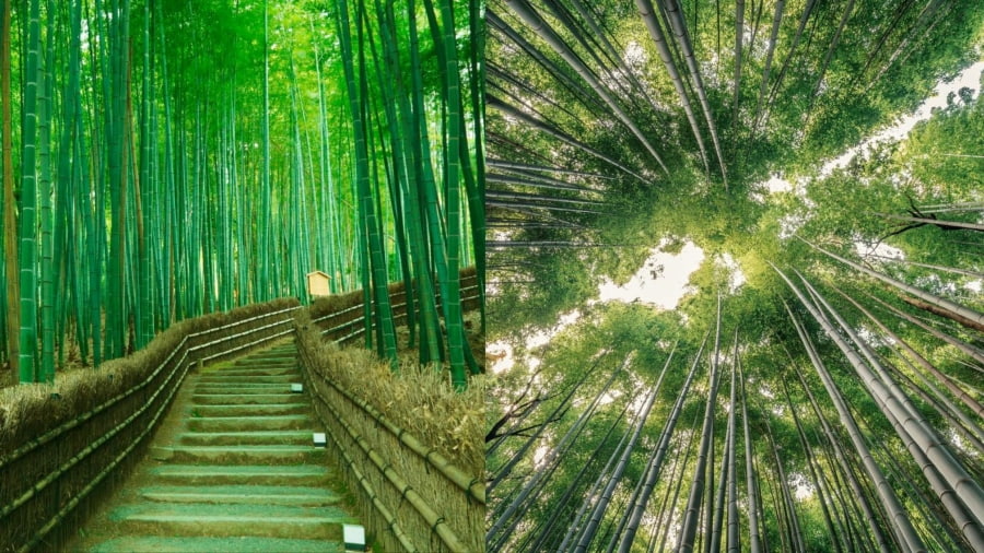 Rừng tre Arashiyama là một trong những cảnh quan thiên nhiên độc đáo và quyến rũ nhất mà du khách không thể bỏ lỡ khi đến cố đô