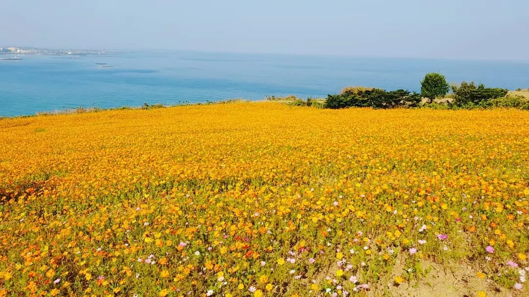 Du lịch Hàn Quốc mùa thu - Đảo Jeju