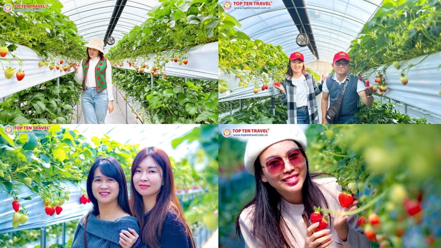 Những vị khách được trải nghiệm hái dâu thú vị khi đi tour du lịch Nhật Bản tại Top Ten Travel
