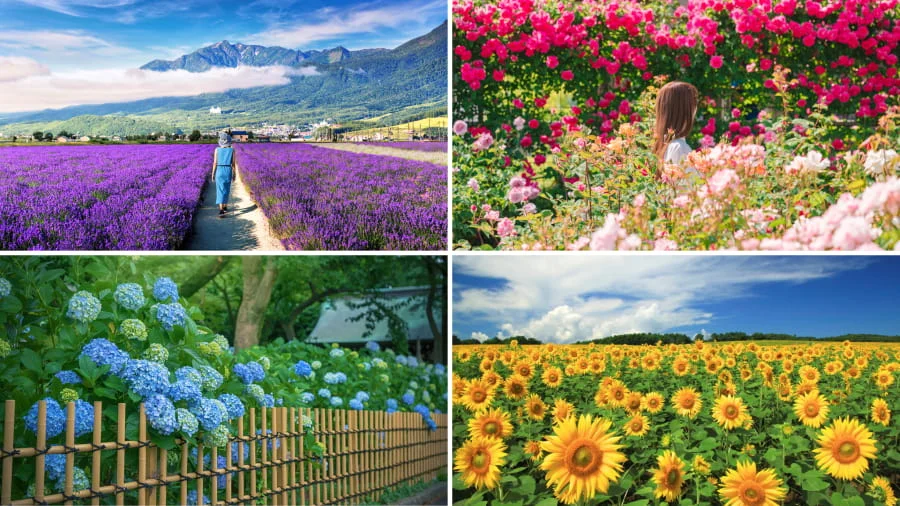 Nhật Bản sở hữu nhiều cánh đồng hoa tuyệt đẹp khiến nhiều du khách say mê