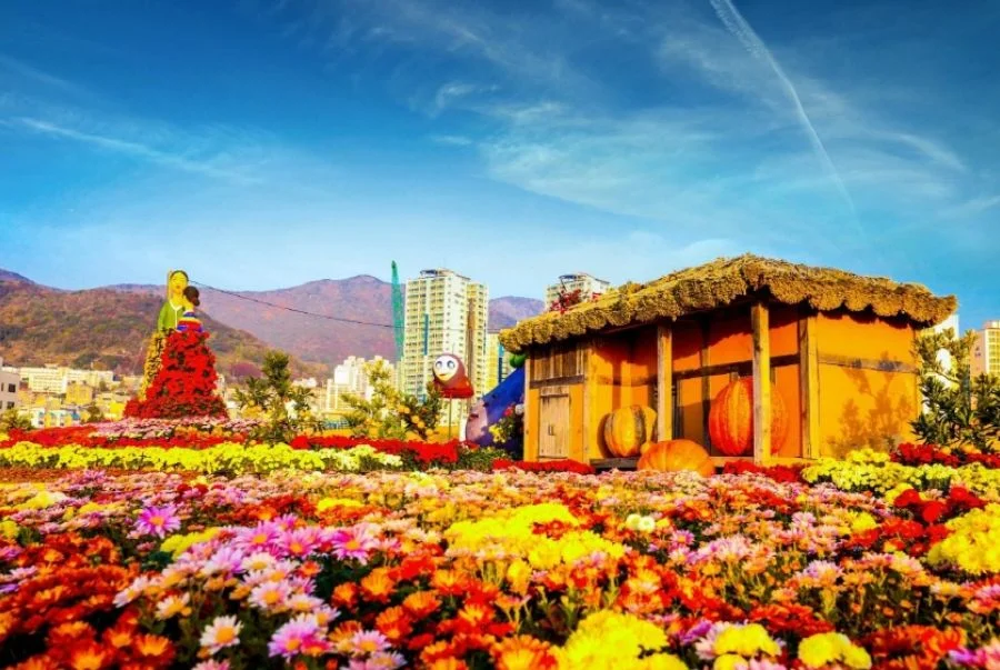 Không gian nghệ thuật mùa thu tràn ngập sắc hoa cúc