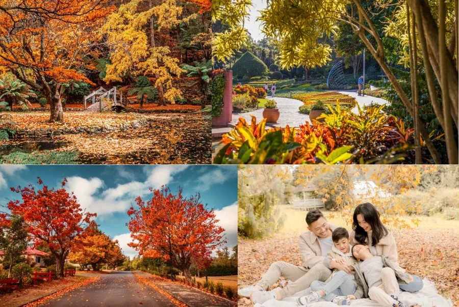 Khung cảnh lãng mạn tại Brisbane mỗi khi mùa thu gõ cửa